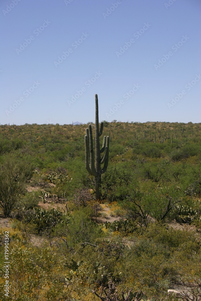 Arizona Desert 20