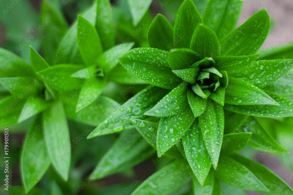 Natural green background with leaf and drops of water Natural green background with leaf and drops of water