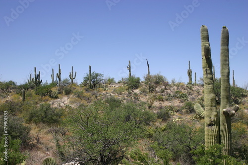 Arizona Desert 01