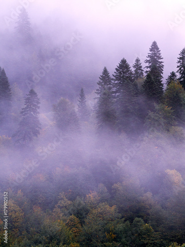 Fir-tree forest mist