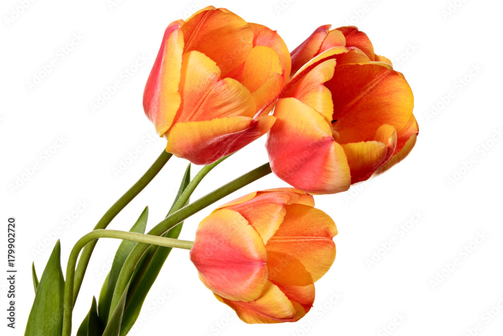 Flowers, three tulips isolated on a white background Flowers, three tulips isolated on a white background