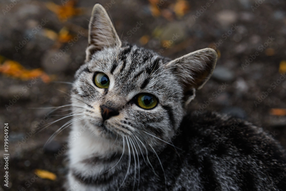 Cute striped cat looking at the camera