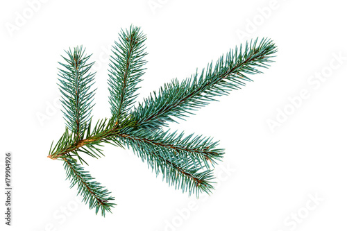 Branch of fir tree on white background