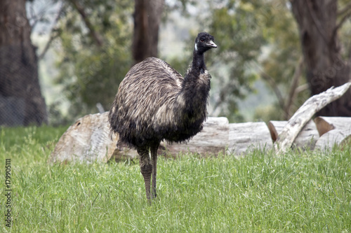 Photos emu