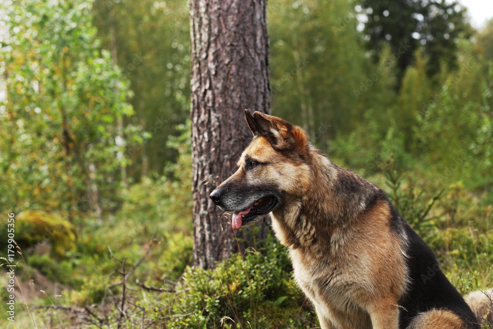 a dog in the forest