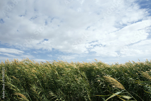 reeds, sky, cloud and sunlight. nature background 