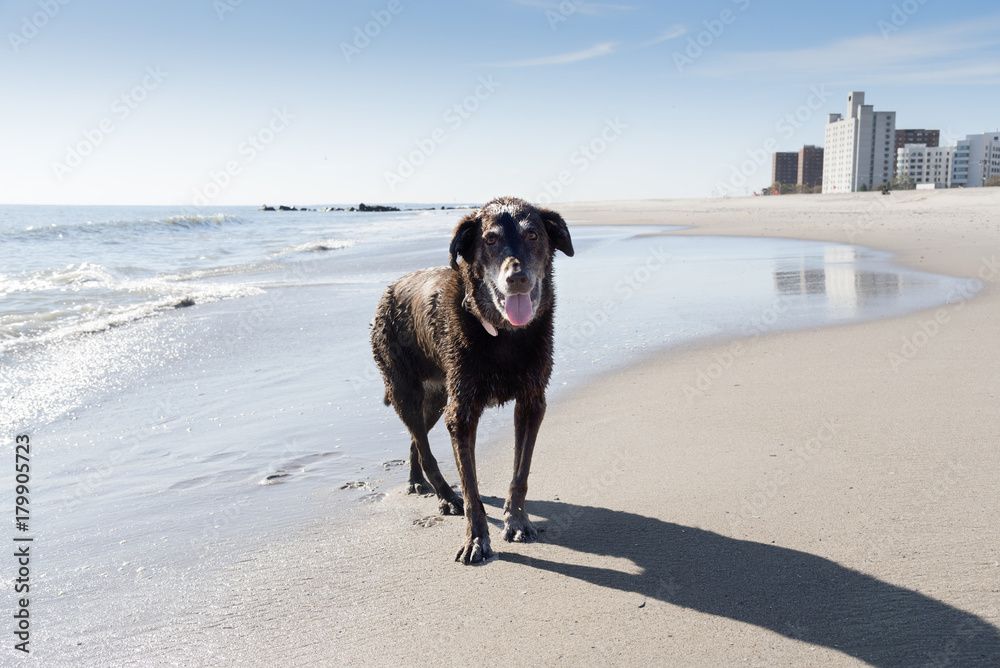Elderly chocolate Labrador dog with arthritis in joints having fun on