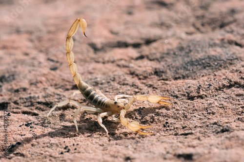 Hadrurus arizonensis, the giant desert hairy scorpion, giant hairy scorpion, or Arizona Desert hairy scorpion, is the largest scorpion in North America