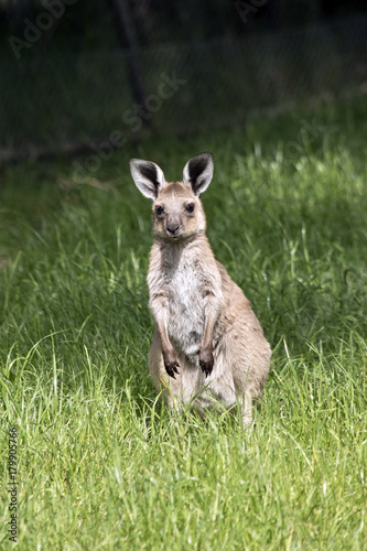 eastern grey  joey kangaroo