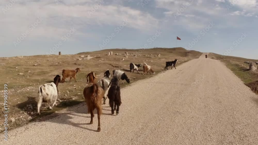 POV someone follows a herd of goats on the road to the wasteland in place of the old fortress POV someone follows a herd of goats on the road to the wasteland in place of the old fortress