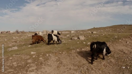 Goats on the stones of the ruins of the old fortress are looking for food