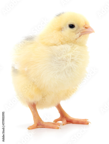 Small yellow chicken