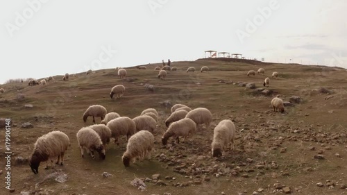 lop-eared sheep and Arab women in the distance South of Turkey, border with Syria