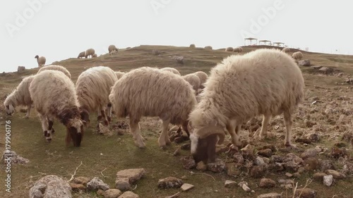 lop-eared hairy sheep graze on a hill to the east of Turkey, border with Syria