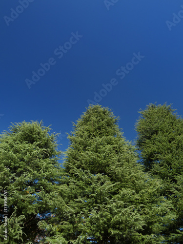 青空と樹木 © moonrise