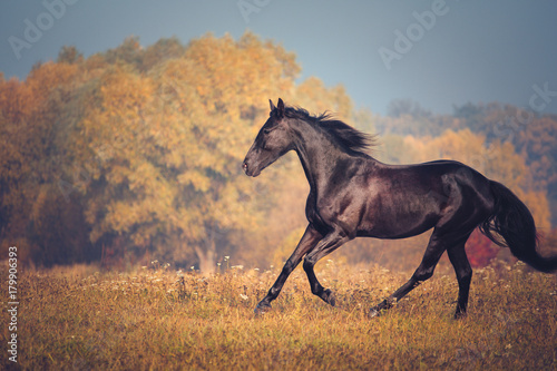 Black horse galloping on the autumn nature background