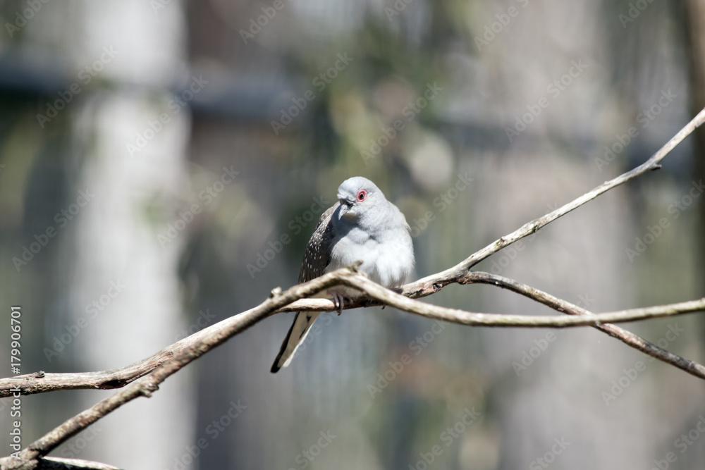 Obraz premium diamond dove