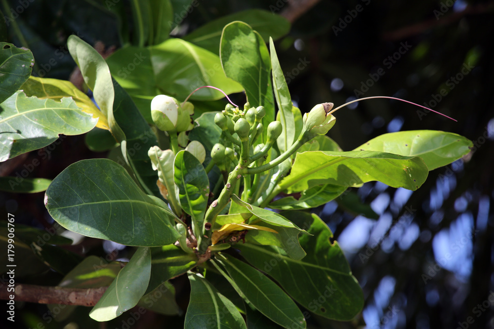 Fototapeta premium Topffruchtbaum Barringtonia asiatica