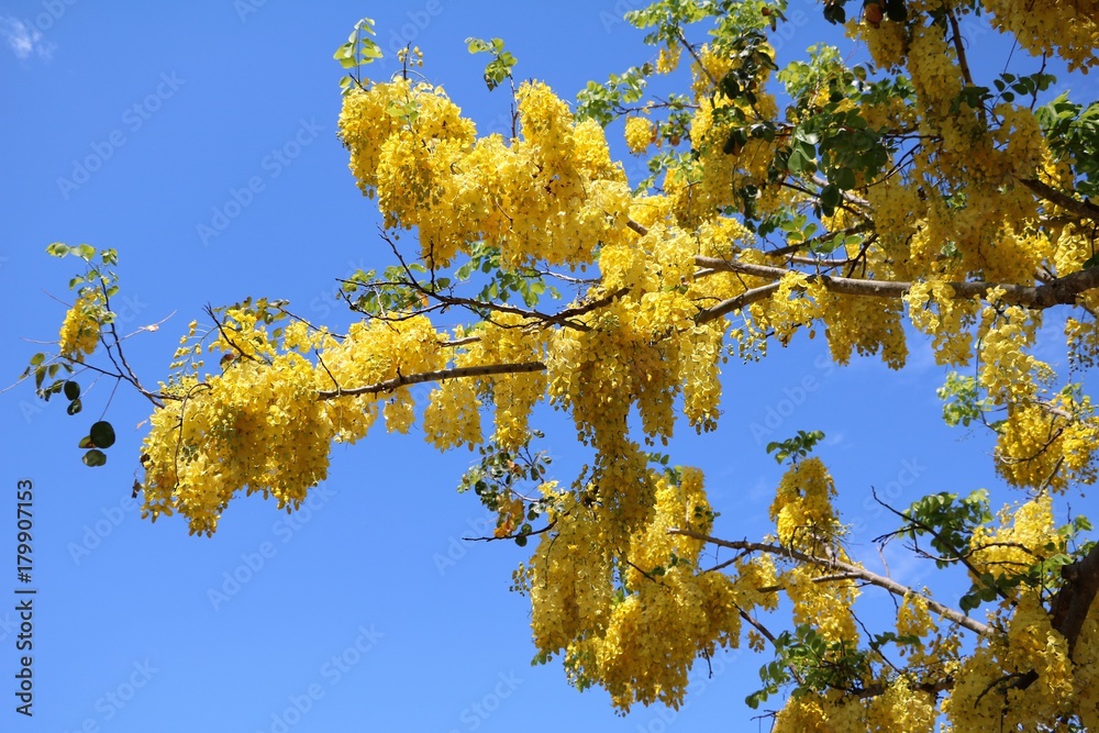 Big yellow flowers of Senna fistula in summer, Australia Big yellow flowers of Senna fistula in summer, Australia