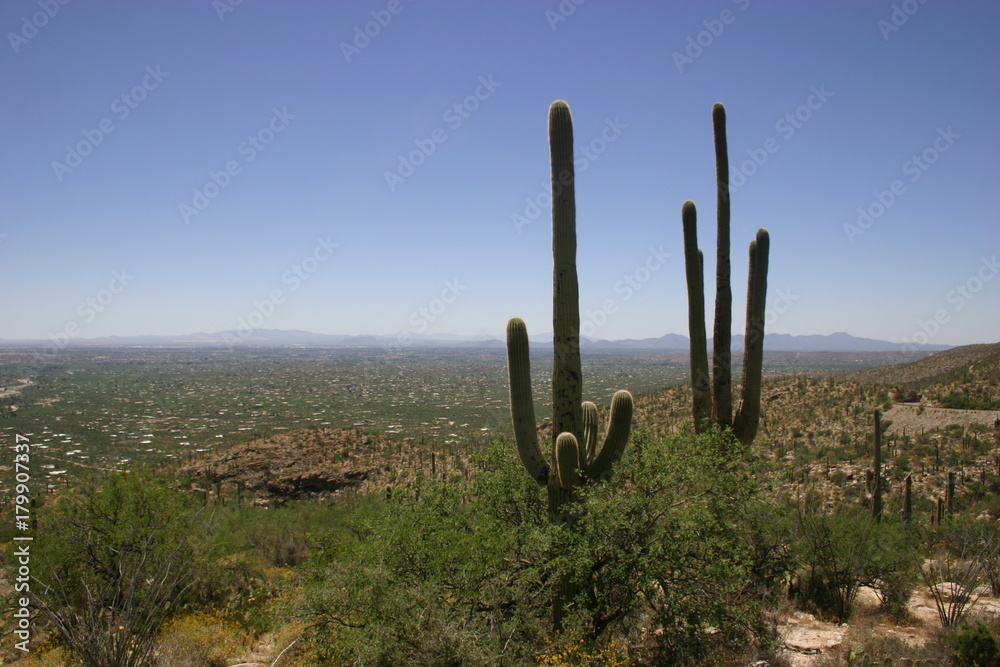 Arizona Desert 54