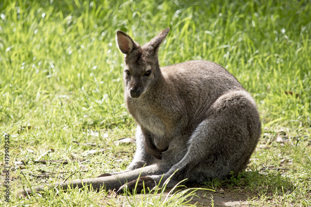 red neck wallaby