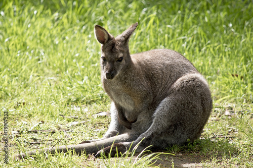 red neck wallaby
