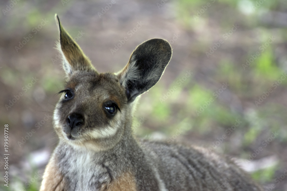 yellow footed rock wallaby