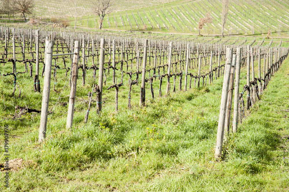 Fototapeta premium vineyards in Val d'Orcia - Siena, Italia - The Val d’Orcia, is a region of Tuscany. Its gentle, cultivated hills are occasionally broken by gullies and by picturesque towns and villages
