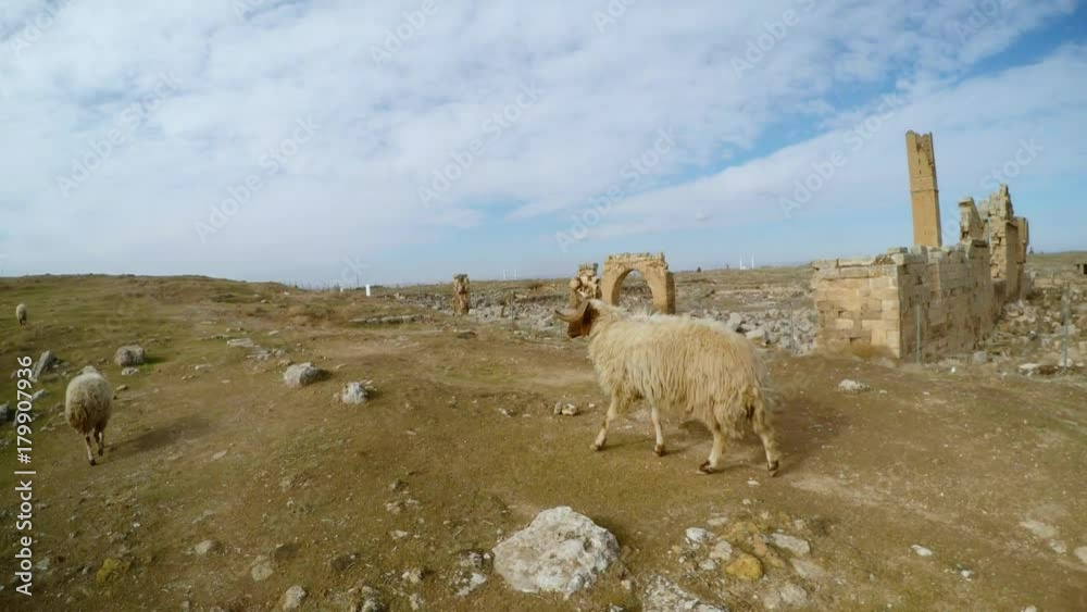 POV sheeps walks, Remains of the minaret, ruins of Date Harran University South of Turkey, border with Syria POV sheeps walks, Remains of the minaret, ruins of Date Harran University South of Turkey, border with Syria