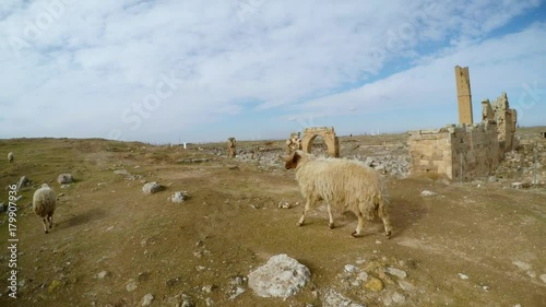 POV sheeps walks, Remains of the minaret, ruins of Date Harran University South of Turkey, border with Syria