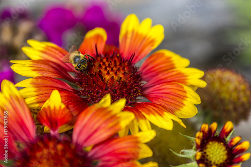 Bi colored flowers in the garden