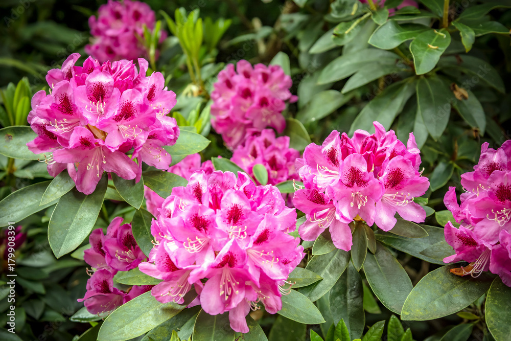Fototapeta premium Beautiful flowers