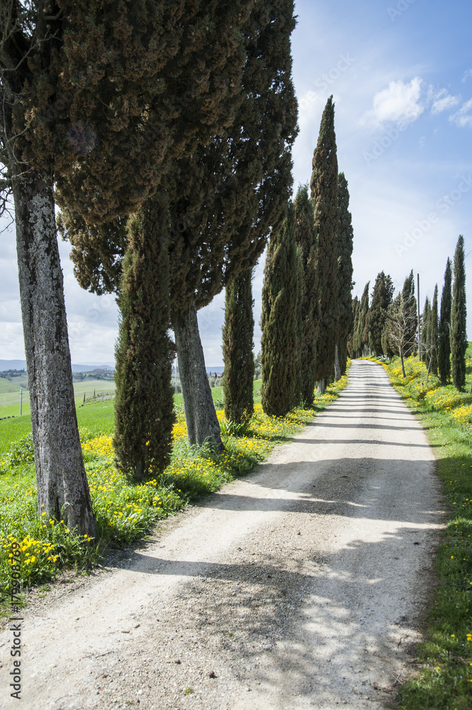 Val d'Orcia - Siena, Italia - March 31, 2013:  dirt road of cypress trees on the hills of the Tuscan countryside