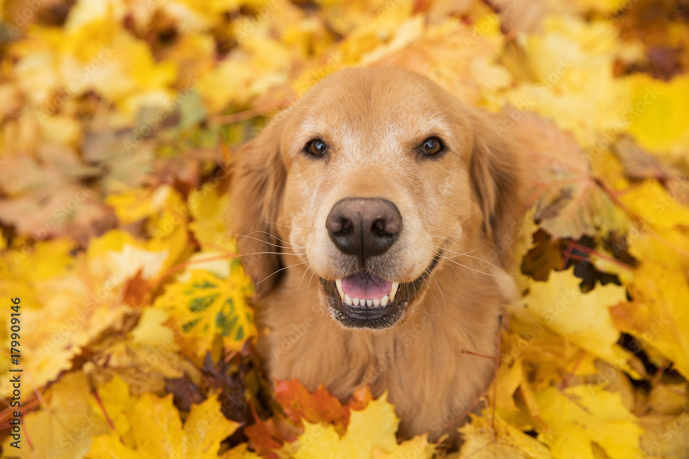 Golden Retriever Dog in a pile of bright yellow, colorful Fall leaves