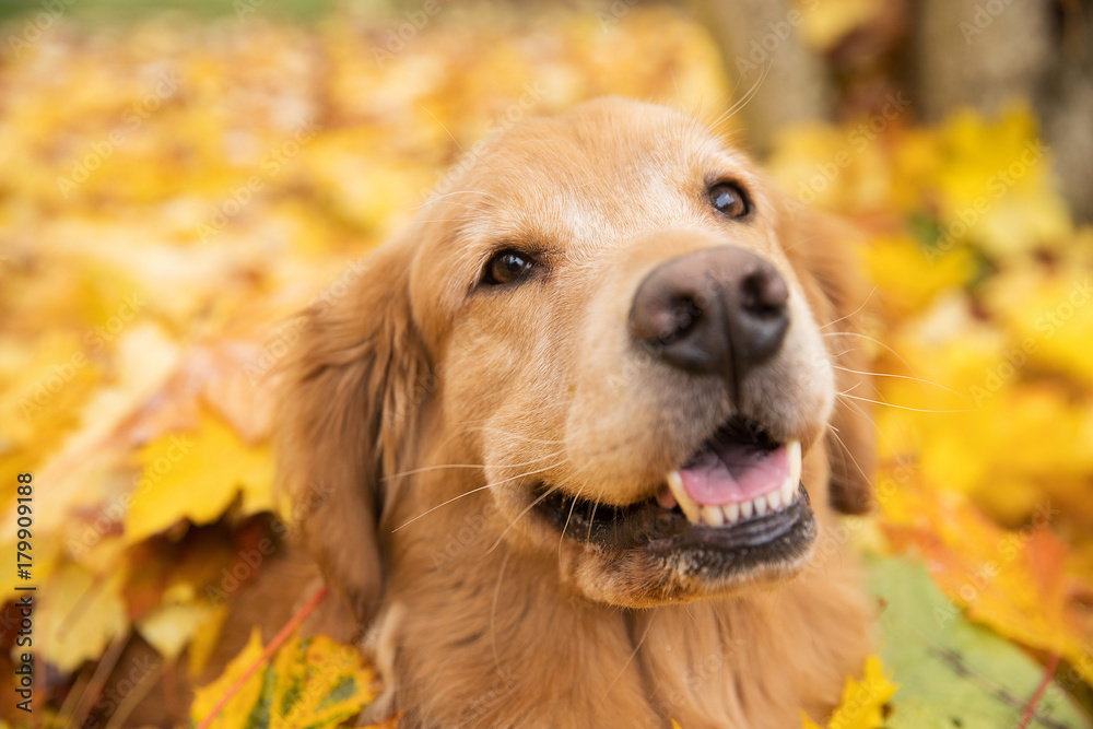 Golden Retriever Dog in a pile of bright yellow, colorful Fall leaves Golden Retriever Dog in a pile of bright yellow, colorful Fall leaves