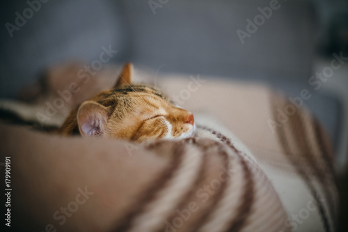 Side view of cute beautiful cat sleeping in her dreams on a classic British patterned quilt © ifeelstock