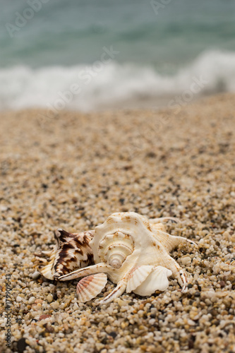 Seashells on small pebble beach 