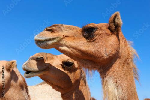 Camels in the desert © arbalest