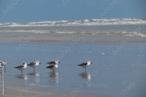 Seagulls on the beach © Martina