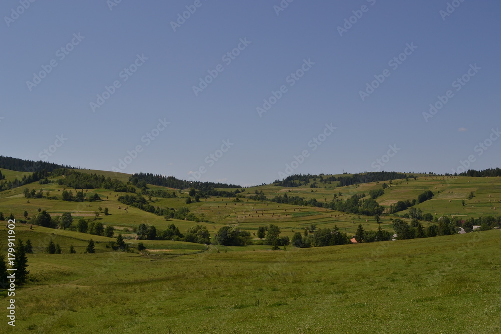 rural meadow