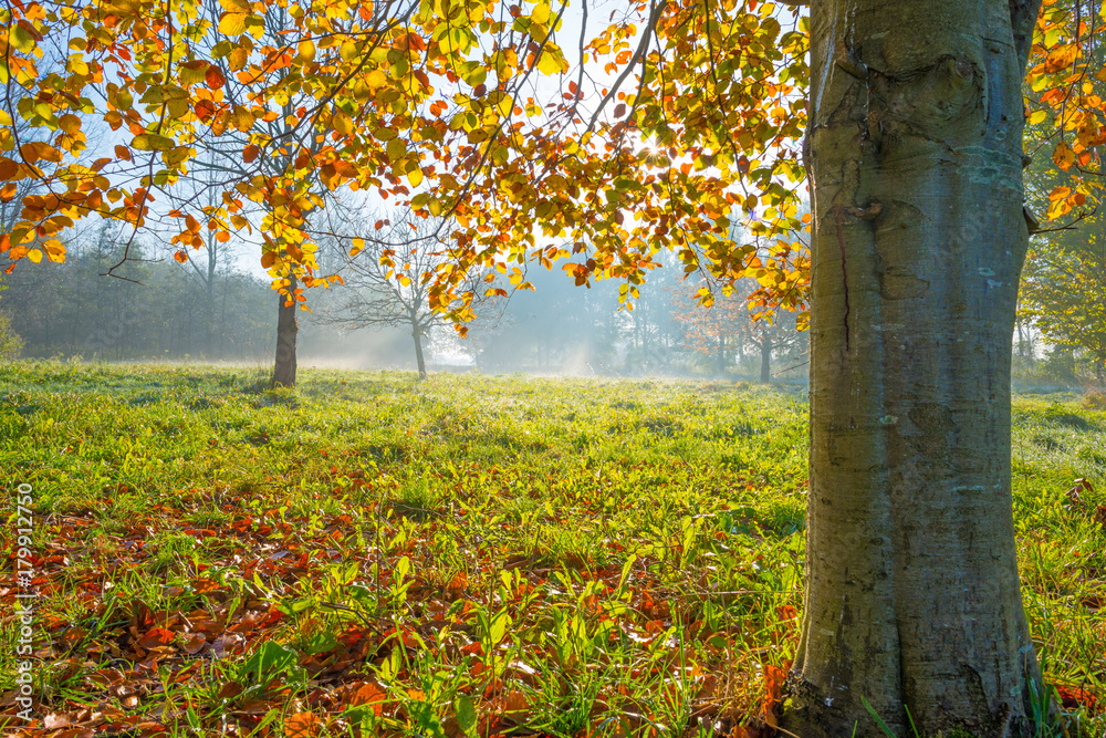 Trees in autumn leaf colors in a foggy field at sunrise in autumn Trees in autumn leaf colors in a foggy field at sunrise in autumn
