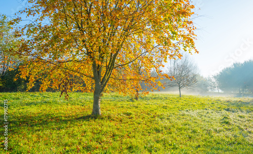 Trees in autumn leaf colors in a foggy field at sunrise in autumn