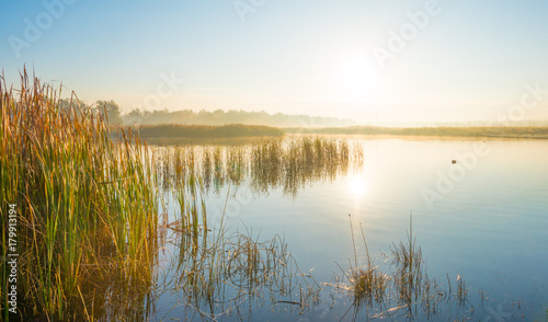 Reed along the shore of a foggy lake at sunrise in autumn
