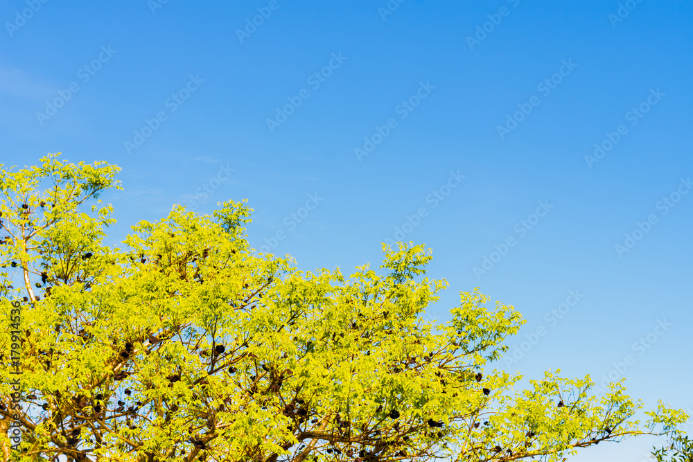 Blue sky, sun and clouds through branches, trees, leaves and flowers Blue sky, sun and clouds through branches, trees, leaves and flowers