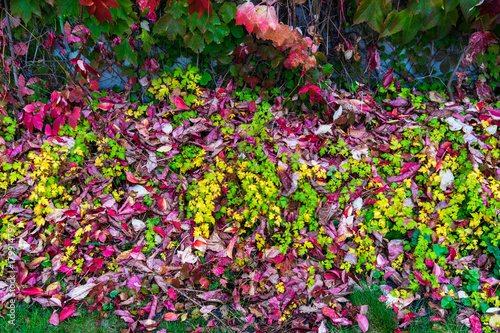 colorful autumn leaves on a wall