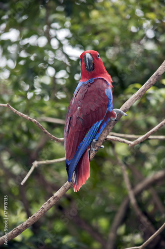 female eclectus parrot