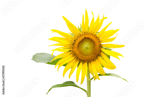 Fototapeta Naklejka Na Ścianę i Meble -  Sunflower close up on white background