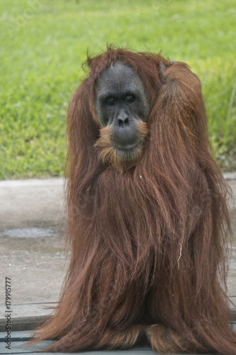 orangutan