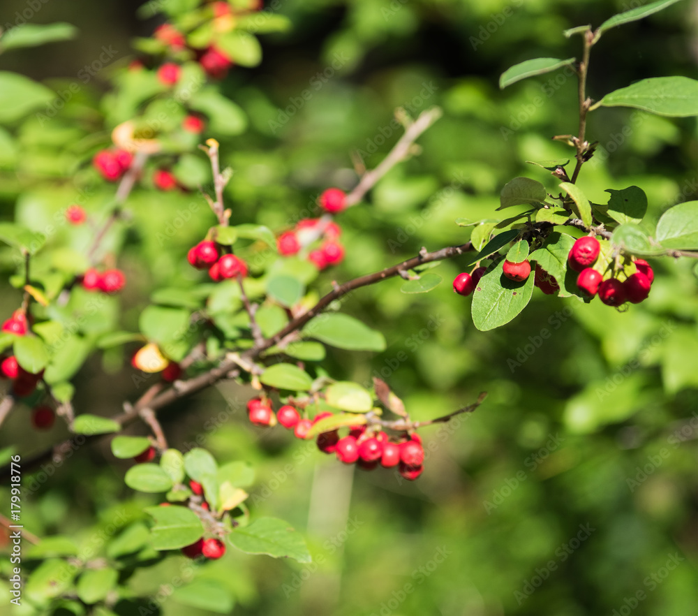 Berries of red mountain ash among the leaves on a blurred background