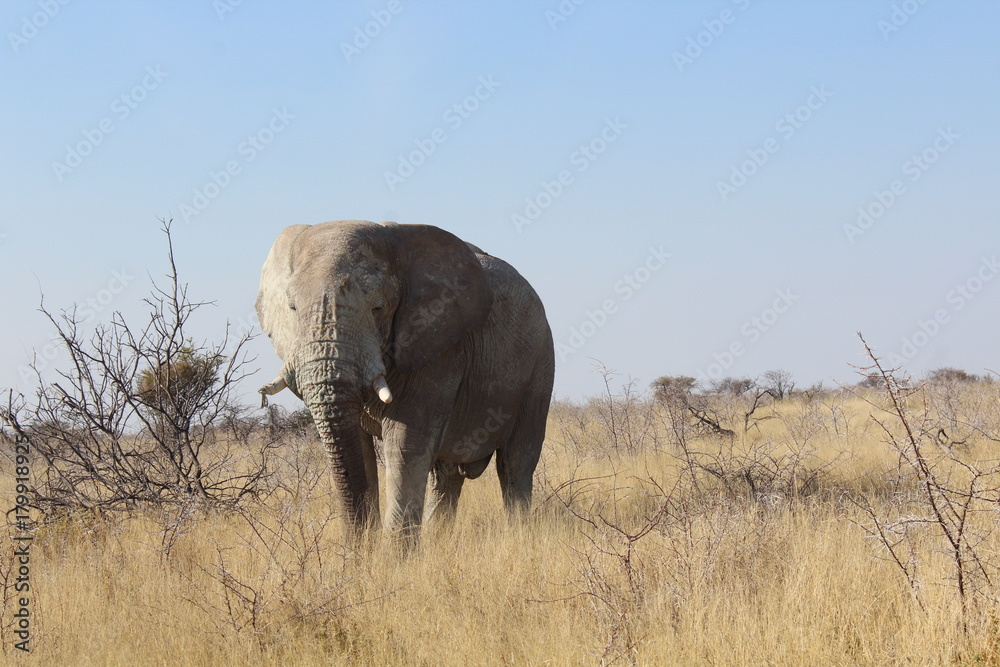 Elefant in der Savanne
